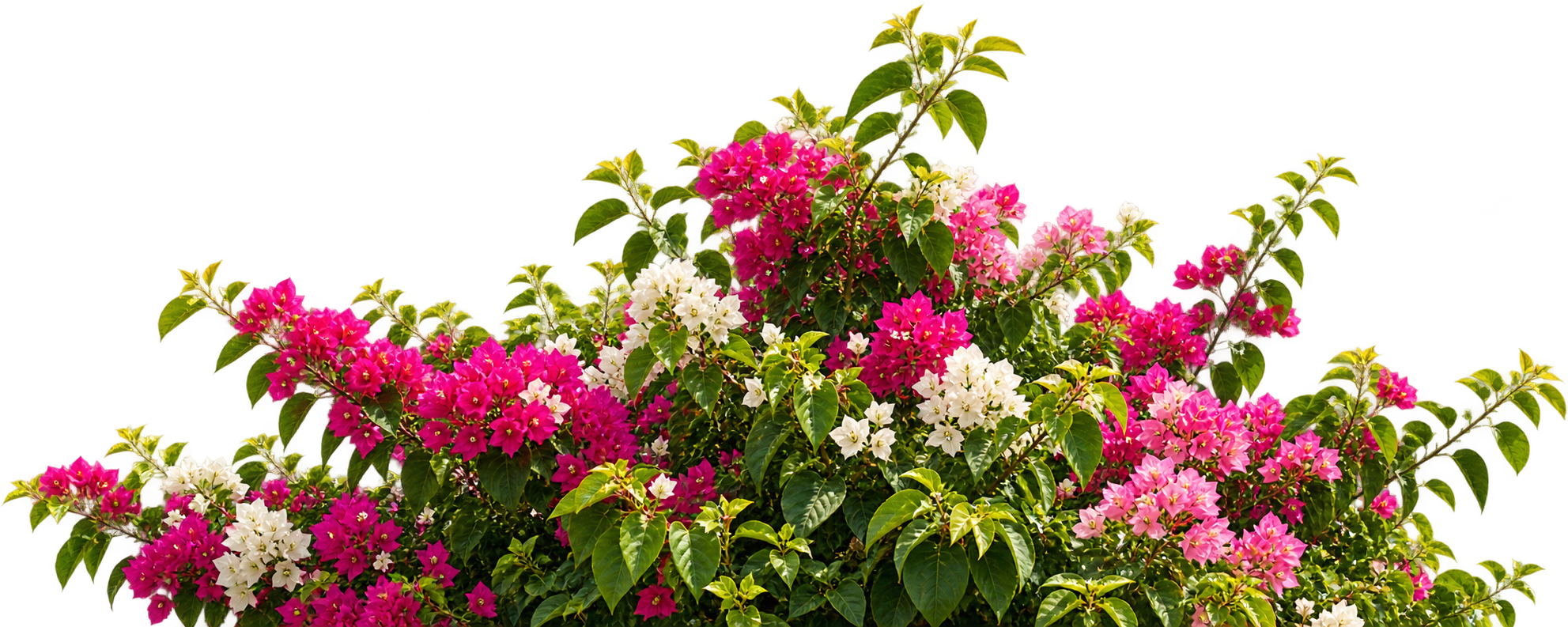 Bougainvillea Flowers